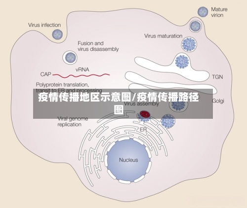疫情传播地区示意图/疫情传播路径图-第3张图片