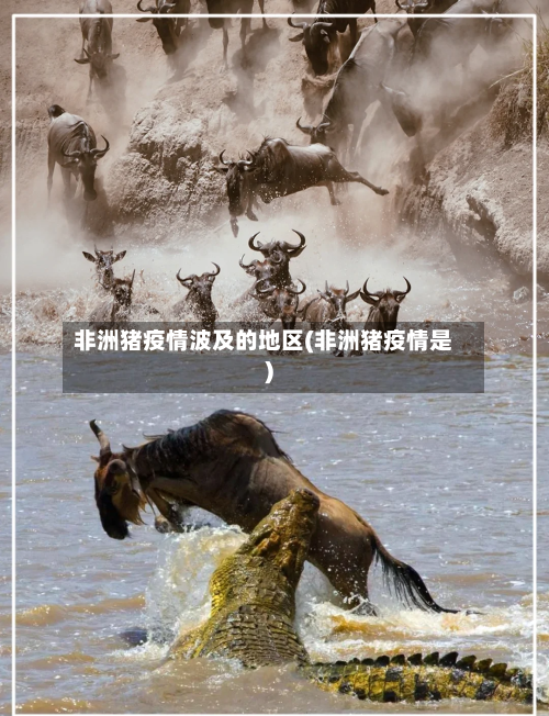 非洲猪疫情波及的地区(非洲猪疫情是)-第3张图片